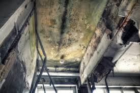 Best Industrial Mold Remediation  in Wautoma, WI